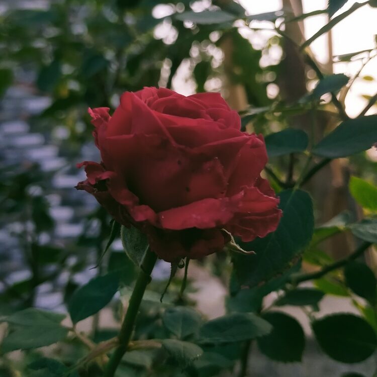 Foto de perfil de Siddhant