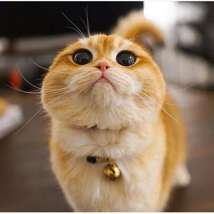 Foto de perfil de Drsaud002