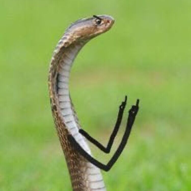 Foto de perfil de genlisle2