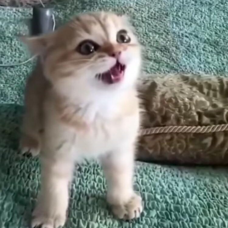 Foto de perfil de mimou
