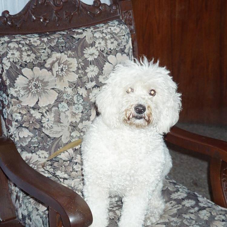 Foto de perfil de Isa