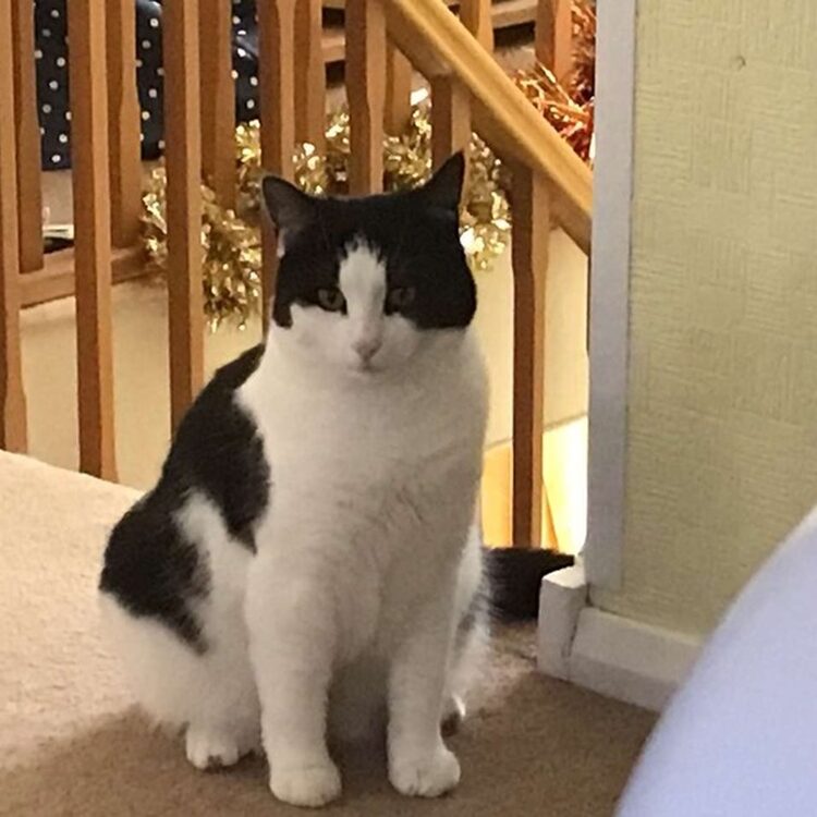 Foto de perfil de CAL