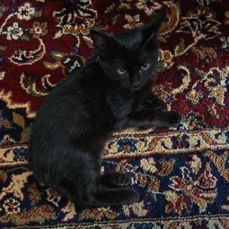 Foto de perfil de Gigi