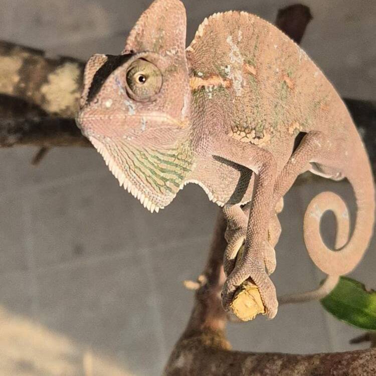Foto de perfil de Elculi