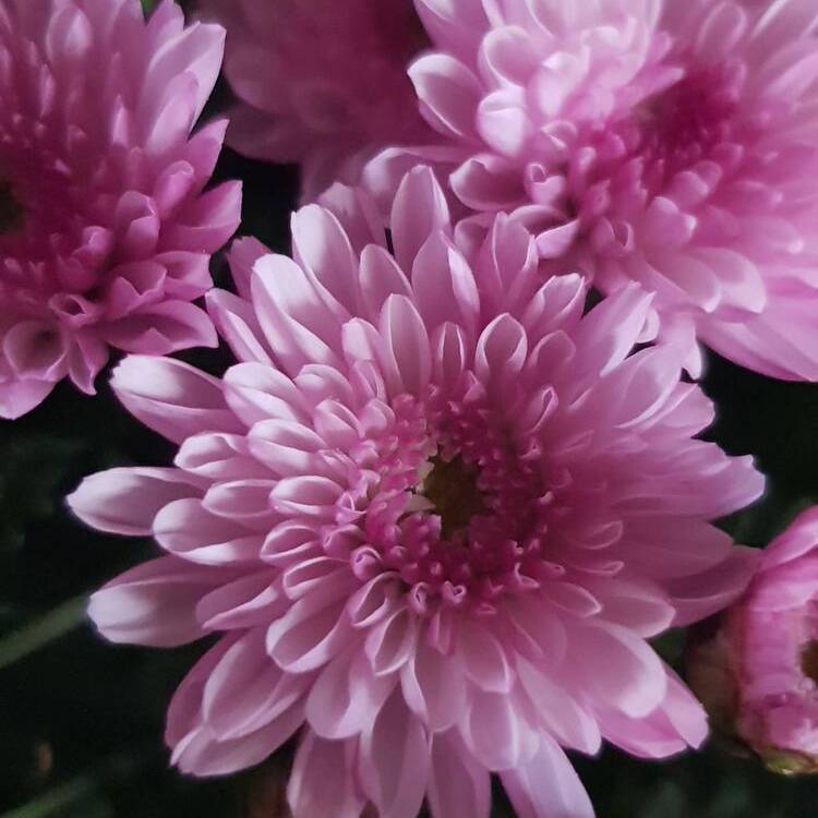 Foto de perfil de CaTaLiNa