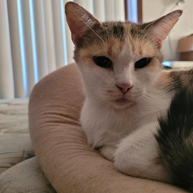 Foto de perfil de Silbrulf