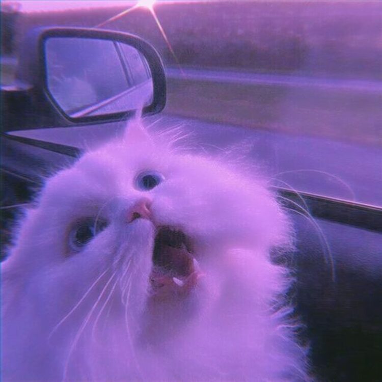 Foto de perfil de Anna