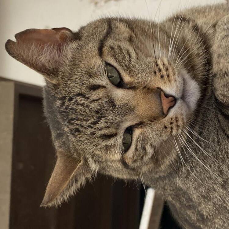 Foto de perfil de Antonio