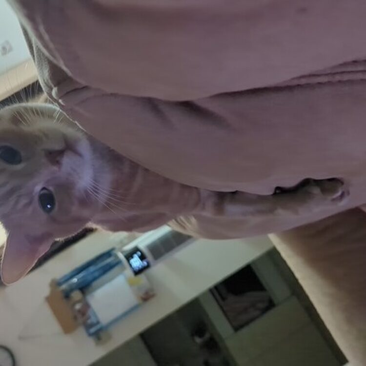 Foto de perfil de Anonym