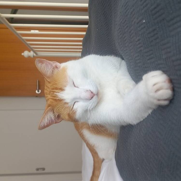 Foto de perfil de Kaii
