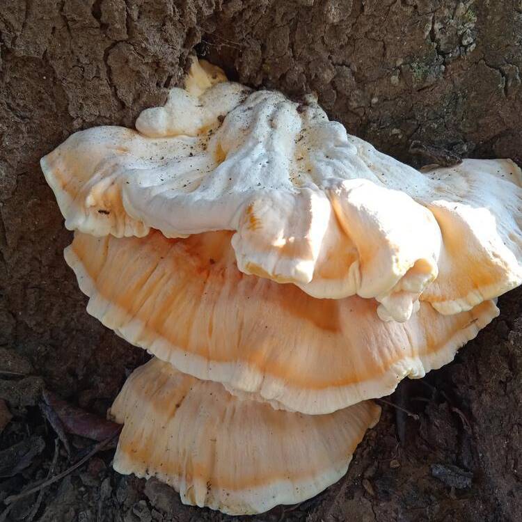 Foto de perfil de Plamasanta