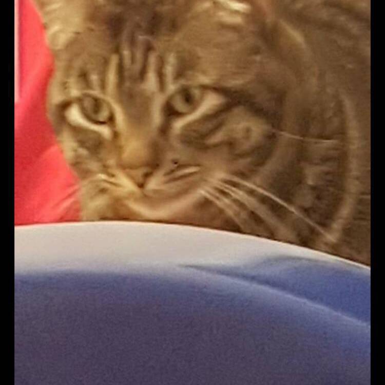 Foto de perfil de Kuki