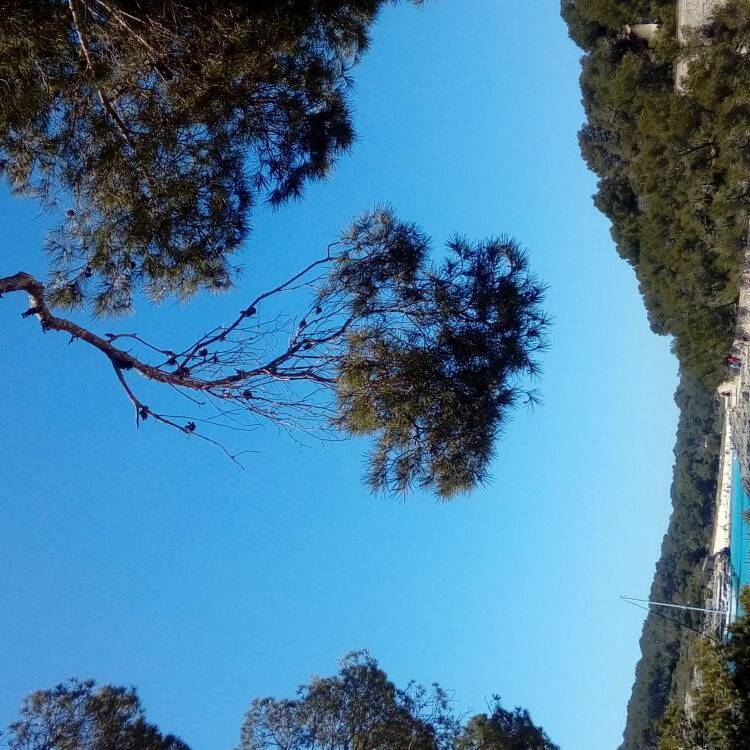 Foto de perfil de rosa