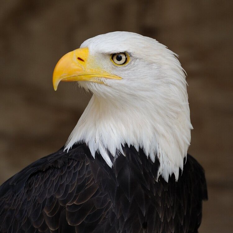 Foto de perfil de nasser