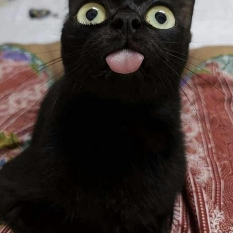 Foto de perfil de lauuu_rennn