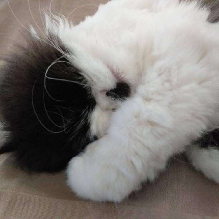 Foto de perfil de xisca
