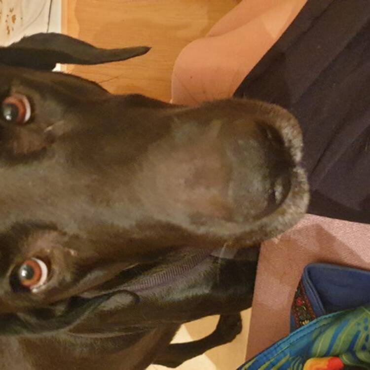 Foto de perfil de Simone