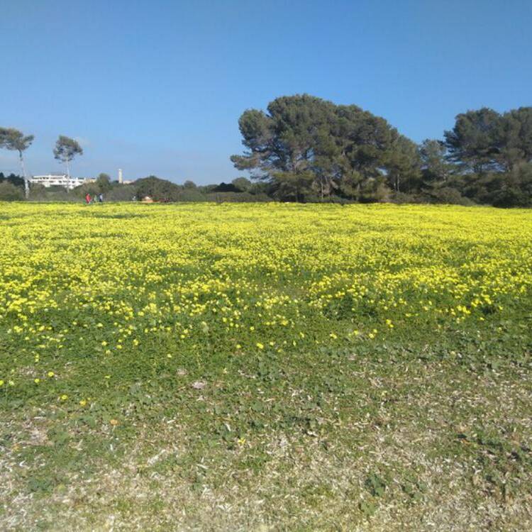Foto de perfil de Rosalia