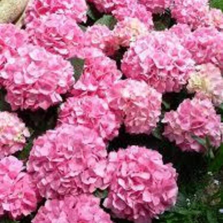 Foto de perfil de flora