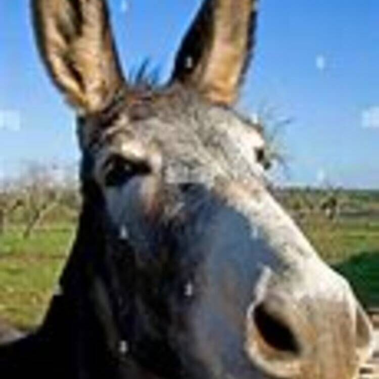 Foto de perfil de jhonny