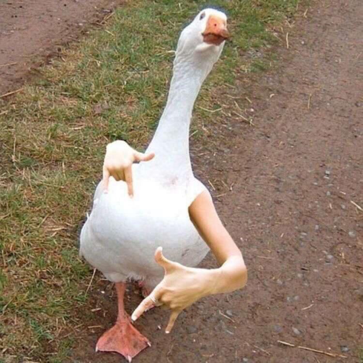 Foto de perfil de BECERRIL69