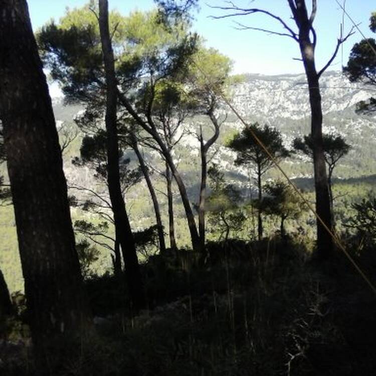 Foto de perfil de Young Tree