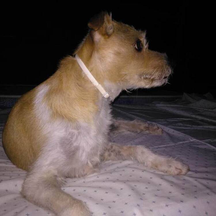 Foto de perfil de Francisco