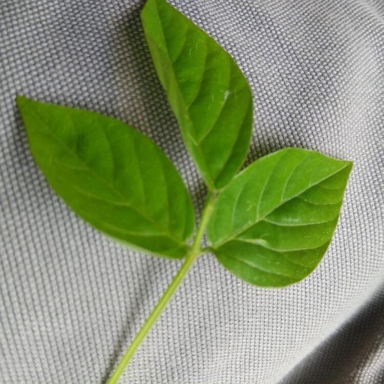 Foto de perfil de Karthik