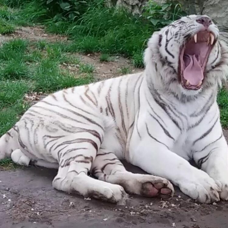 Foto de perfil de wolf_predator_191
