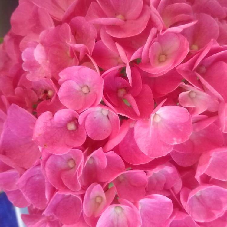 Foto de perfil de Rosa