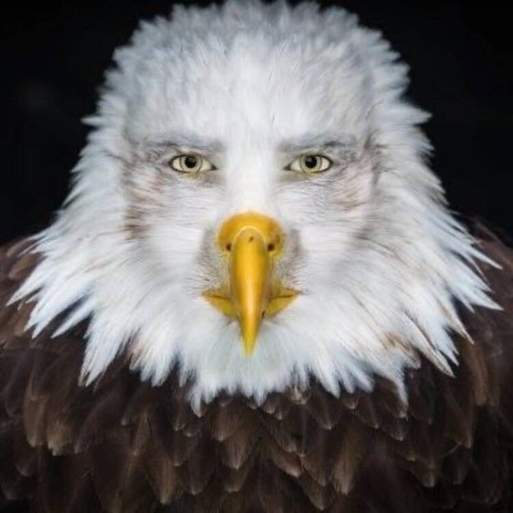 Foto de perfil de anti