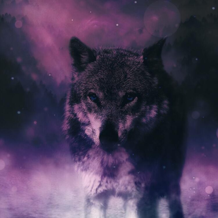 Foto de perfil de Beherit_Stark