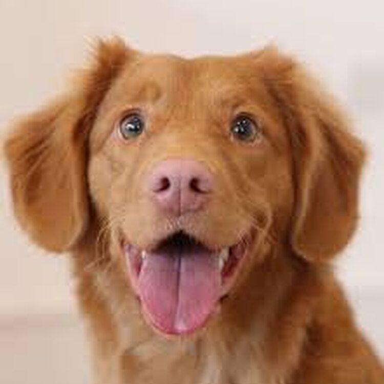 Foto de perfil de tbraylon121