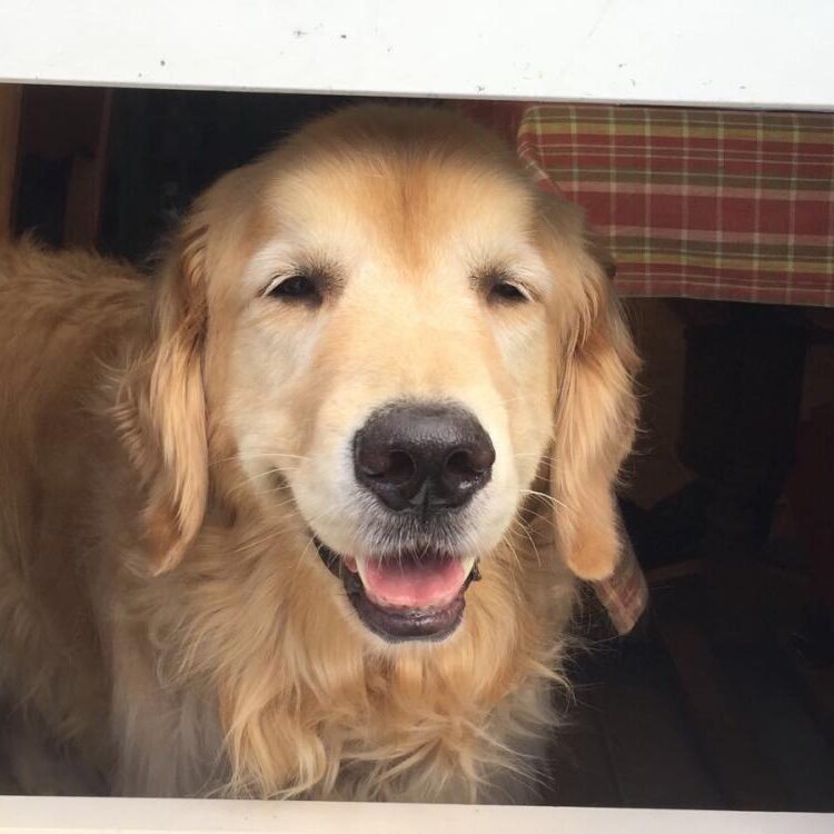 Foto de perfil de Will