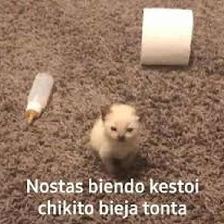 Foto de perfil de Chamona