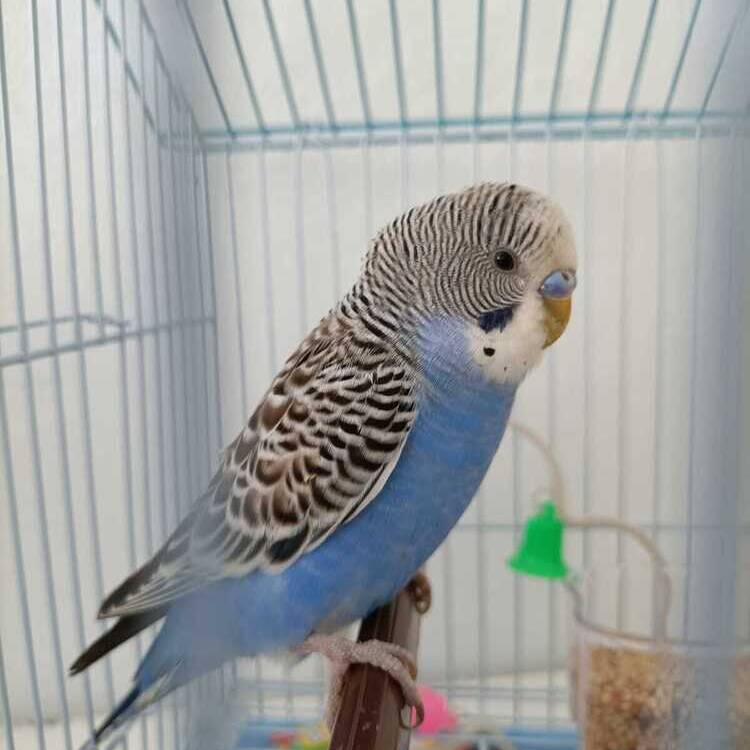 Foto de perfil de Duque