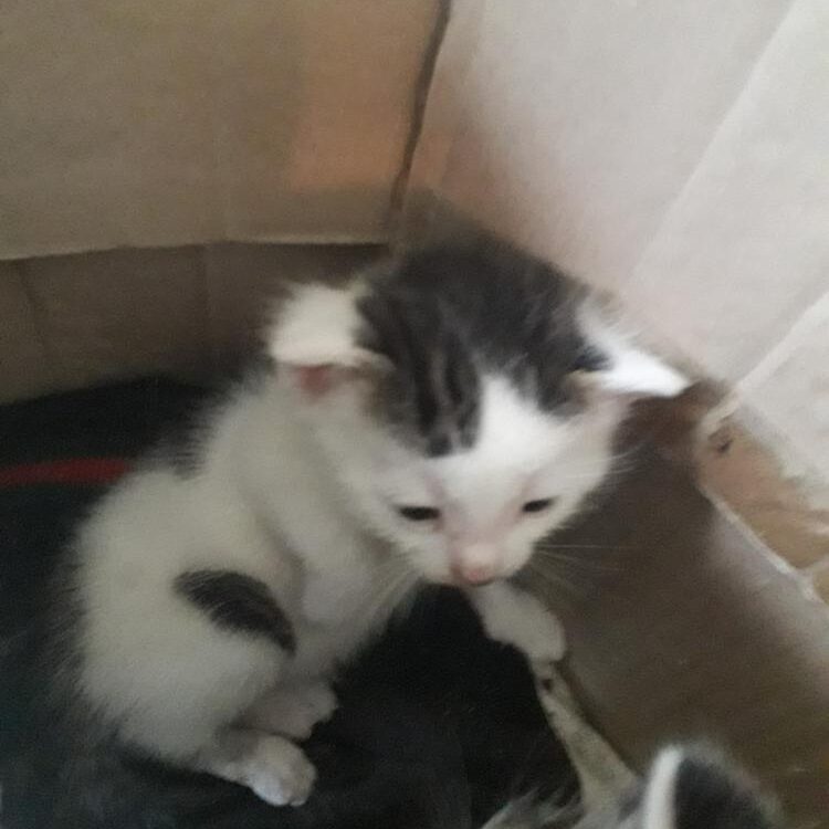 Foto de perfil de xutlep12